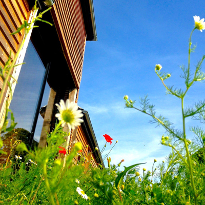 landscaping_new-build_softened_with_planting.jpg
